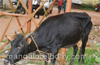 Kundapur : Cattle being transported to butchery rescued by locals